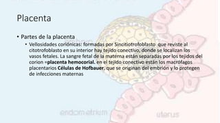 Placenta
• Partes de la placenta
• Vellosidades coriónicas: formadas por Sincitiotrofoblasto que reviste al
citotrofoblasto en su interior hay tejido conectivo, donde se localizan los
vasos fetales. La sangre fetal de la materna están separadas por los tejidos del
corion =placenta hemocorial. en el tejido conectivo están los macrófagos
placentarios Células de Hofbauer, que se originan del embrión y lo protegen
de infecciones maternas
 