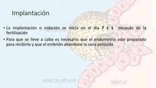 Implantación
• La implantación o nidación se inicia en el día 7 ± 1 después de la
fertilización
• Para que se lleve a cabo es necesario que el endometrio este preparado
para recibirlo y que el embrión abandone la zona pelúcida
 
