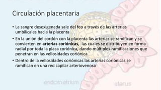 Circulación placentaria
• La sangre desoxigenada sale del feo a través de las arterias
umbilicales hacia la placenta
• En la unión del cordón con la placenta las arterias se ramifican y se
convierten en arterias coriónicas, las cuales se distribuyen en forma
radial por toda la placa coriónica, dando múltiples ramificaciones que
penetran en las vellosidades coriónica
• Dentro de la vellosidades coriónicas las arterias coriónicas se
ramifican en una red capilar arteriovenosa
 