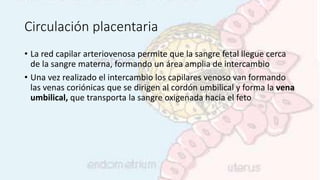 Circulación placentaria
• La red capilar arteriovenosa permite que la sangre fetal llegue cerca
de la sangre materna, formando un área amplia de intercambio
• Una vez realizado el intercambio los capilares venoso van formando
las venas coriónicas que se dirigen al cordón umbilical y forma la vena
umbilical, que transporta la sangre oxigenada hacia el feto
 