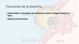 Funciones de la placenta
• Intercambio o transporte de sustancias entre la sangre materna y
fetal
• Síntesis de hormonas
 