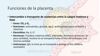 Funciones de la placenta
• Intercambio o transporte de sustancias entre la sangre materna y
fetal
• Gases: CO2 y O2
• Nutrientes: aminoácidos, glucosa, agua, acidos grasos( poca cantidad) y
vitaminas
• Electrólitos: Na, K, Cl
• Hormonas: Tiroideas maternas (SNC), esteroides ,hormonas proteicas ( en
poca cantidad), insulina no se transporta hasta el final del embarazo y en
mínima cantidad
• Anticuerpos: IgG, la única qe se transporta y protege al feto (difteria,
sarampión)
 