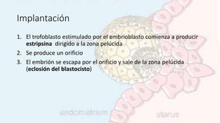 Implantación
1. El trofoblasto estimulado por el embrioblasto comienza a producir
estripsina dirigido a la zona pelúcida
2. Se produce un orificio
3. El embrión se escapa por el orificio y sale de la zona pelúcida
(eclosión del blastocisto)
 