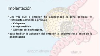 Implantación
• Una vez que e embrión ha abandonado la zona pelúcida, el
trofoblasto comienza a producir
• Colagenasa
• Estreptomelisina
• Activador del plasminógeno,
• para facilitar la adhesión del embrión al endometrio e inicio de la
implantación
 