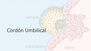 Cordón Umbilical
 