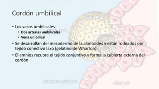 Cordón umbilical
• Los vasos umbilicales
• Dos arterias umbilicales
• Vena umbilical
• Se desarrollan del mesodermo de la alantoides y están rodeados por
tejido conectivo laxo (gelatino de Wharton)
• El amnios recubre el tejido conjuntivo y forma la cubierta externa del
cordón
 