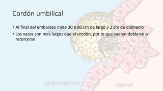 Cordón umbilical
• Al final del embarazo mide 30 a 80 cm de largo y 2 cm de diámetro
• Los vasos son mas largos que el cordón, por lo que suelen doblarse o
retorcerse
 