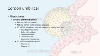 Cordón umbilical
• Alteraciones
• Arteria umbilical única
• Retraso del crecimiento
• 40% no tienen malformación asociada
• 30 a 60% presentan alteraciones estructurales asociada
• Aparato genitourinario
• De las extremidades
• Gastrointestinlaes
• Cardiovasculares
• Sistema nervioso central
• 10 a 19% cromosomopatías
• Trisomía 18
• Trisomía 13
 
