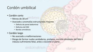 Cordón umbilical
• Cordón corto
• Menos de 30 cm
• Asociado a anomalías estructurales mayores
• Defecto de pared abdominal
• Defectos del SNC
• Bandas amnióticos
• Cordón largo
• No asociado a malformaciones
• Riesgo de formar nudos verdaderos, prolapso, enrrolle alrededor del feto e
induzca sufrimiento fetal, antes o durante el parto.
 