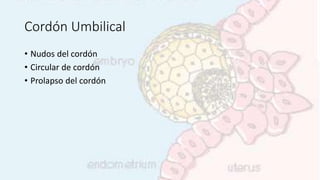 Cordón Umbilical
• Nudos del cordón
• Circular de cordón
• Prolapso del cordón
 
