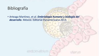 Bibliografía
• Arteaga Martínez, et al. Embriología humana y biología del
desarrollo. México. Editorial Panamericana.2013.
 