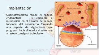 Implantación
• Sincitiotrofoblasto rompe el epitelio
endometrial y comienza a
introducirse en el estroma de la capa
funcional del endometrio formando
una especie de digitaciones que
progresan hacia el interior el estroma y
arrastran consigo al trofoblasto
 