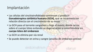 Implantación
• Las células del sincitiotrofoblasto comienzan a producir
Gonadotropina coriónica humana (GCH), que se incrementa en
relación directa con el crecimiento de su masa.
• La GCH pasa al torrente sanguíneo y llega al ovario, donde actúa
sobre el cuerpo lúteo evitando su degeneración y convirtiéndole en
cuerpo lúteo del embarazo
• La GCH se elimina por vía renal
• Se puede detectar en orina y sangre (prueba de embarazo precoz)
 