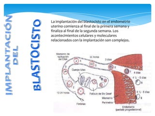 La implantación del blastocisto en el endometrio
uterino comienza al final de la primera semana y
finaliza al final de la segunda semana. Los
acontecimientos celulares y moleculares
relacionados con la implantación son complejos.
 