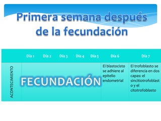 Día 1 Día 2 Día 3 Día 4 Día 5 Día 6 Día 7
ACONTECIMIENTO
El blastocisto
se adhiere al
epitelio
endometrial
El trofoblasto se
diferencia en dos
capas: el
sincitiotrofoblast
o y el
citotrofoblasto
