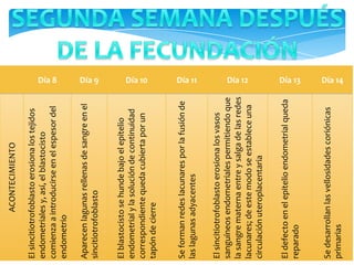 Día 8 Día 9 Día 10 Día 11 Día 12 Día 13 Día 14
ACONTECIMIENTO
Elsincitiotrofoblastoerosionalostejidos
endometrialesy,así,elblastocisto
comienzaaintroducirseenelespesordel
endometrio
Aparecenlagunasrellenasdesangreenel
sincitiotrofoblasto
Elblastocistosehundebajoelepitelio
endometrialylasolucióndecontinuidad
correspondientequedacubiertaporun
tapóndecierre
Seformanredeslacunaresporlafusiónde
laslagunasadyacentes
Elsincitiotrofoblastoerosionalosvasos
sanguíneosendometrialespermitiendoque
lasangrematernaentreysalgadelasredes
lacunares;deestemodoseestableceuna
circulaciónuteroplacentaria
Eldefectoenelepitelioendometrialqueda
reparado
Sedesarrollanlasvellosidadescoriónicas
primarias