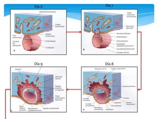 Día 6
Día 9 Día 8
Día 7