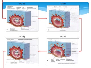 Día 10
Día 13 Día 12
Día 11