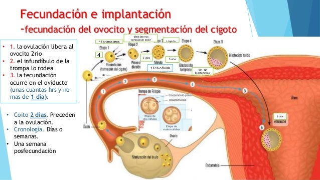 Implantacion, formacion de la placenta y desarrollo de la membrana fe…