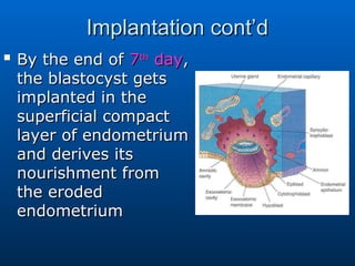 Comprehensive Overview of Human Fertilization, Cleavage, and ...