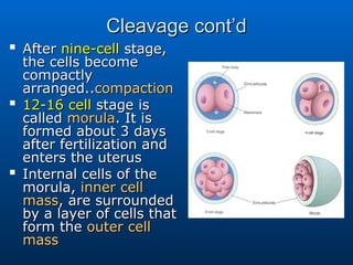 Comprehensive Overview of Human Fertilization, Cleavage, and ...