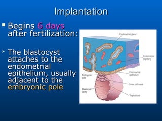 Comprehensive Overview of Human Fertilization, Cleavage, and ...