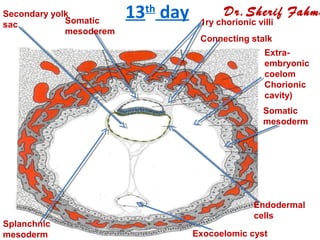 Implantation (General Embryology) | PPS