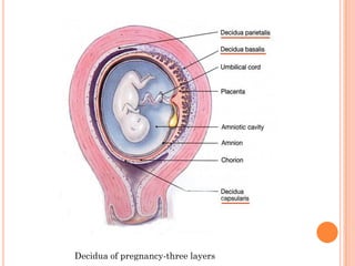Decidua of pregnancy-three layers
 
