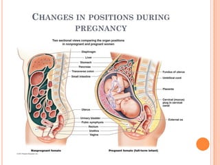CHANGES IN POSITIONS DURING
PREGNANCY
 