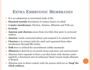 EXTRA EMBRYONIC MEMBRANES
 It is an adaptation to terrestrial mode of life.
 Situated outside boundaries of embryo hence so called.
 4 major membranes- Chorion. Amnion, Allantois and Yolk sac.
 In birds
 Amnion and chorion arises from two folds that grow to surround
embryo.
 Amnion, inside surround embryo and suspend it in amniotic fluid
 Chorion is in contact with the shell and separated from other
membranes through EE coelom
 Yolk here is utilized for nourishment unlike mammals
 Allantois is derived as out pouch of gut and store uric acid excreted.
 Allantois later expands to form a sac that fuses with chorion under
eggshell, a functional unit of embryonic blood vessels inside allantois
is formed.
 Allantois now in direct contact with the porous shell act as ‘lung’ for
chick embryo.
 