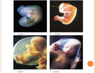 PLACENTATION
3 month
7 week4 week
4 month
 