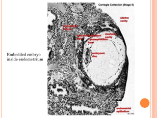 Embedded embryo
inside endometrium
 
