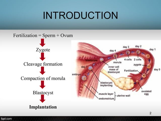 Implantation PPT