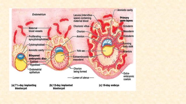 Implantation Example Implantation in mammals | PDF