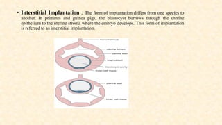• Interstitial Implantation : The form of implantation differs from one species to
another. In primates and guinea pigs, the blastocyst burrows through the uterine
epithelium to the uterine stroma where the embryo develops. This form of implantation
is referred to as interstitial implantation.
 