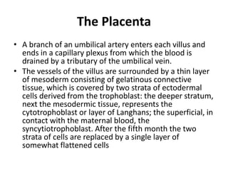 The Placenta
• A branch of an umbilical artery enters each villus and
ends in a capillary plexus from which the blood is
drained by a tributary of the umbilical vein.
• The vessels of the villus are surrounded by a thin layer
of mesoderm consisting of gelatinous connective
tissue, which is covered by two strata of ectodermal
cells derived from the trophoblast: the deeper stratum,
next the mesodermic tissue, represents the
cytotrophoblast or layer of Langhans; the superficial, in
contact with the maternal blood, the
syncytiotrophoblast. After the fifth month the two
strata of cells are replaced by a single layer of
somewhat flattened cells

 
