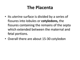The Placenta
• Its uterine surface is divided by a series of
fissures into Iobules or cotyledons, the
fissures containing the remains of the septa
which extended between the maternal and
fetal portions.
• Overall there are about 15-30 cotyledon

 