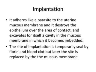 Implantation
• It adheres like a parasite to the uterine
mucous membrane and it destroys the
epithelium over the area of contact, and
excavates for itself a cavity in the mucous
membrane in which it becomes imbedded.
• The site of implantation is temporarily seal by
fibrin and blood clot but later the site is
replaced by the the mucous membrane

 