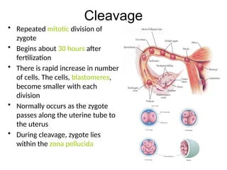 Comprehensive Overview of Implantation and Early Pregnancy Processes | PPTX