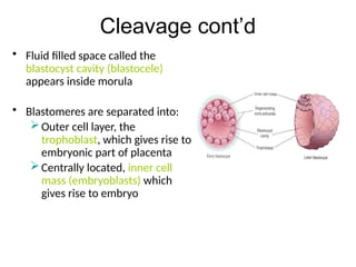 Comprehensive Overview of Implantation and Early Pregnancy Processes | PPTX