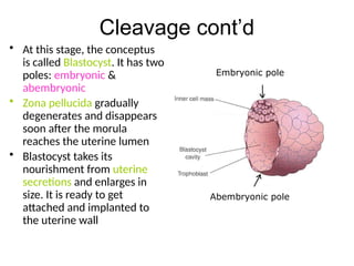 Comprehensive Overview of Implantation and Early Pregnancy Processes | PPTX