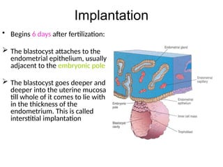 Comprehensive Overview of Implantation and Early Pregnancy Processes | PPTX
