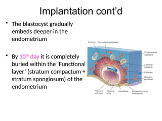 Comprehensive Overview of Implantation and Early Pregnancy Processes | PPTX