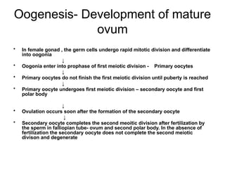 Comprehensive Overview of Implantation and Early Pregnancy Processes | PPTX