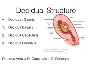 Decidual Structure
•   Decidua : 3 parts

1. Decidua Basalis

2. Decidua Capsularis

3. Decidua Parietalis



Decidua Vera = D. Capsulais + D. Parietalis
 