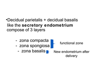 •Decidual parietalis + decidual basalis
 like the secretory endometrium
 compose of 3 layers

     - zona compacta
                         functional zone
     - zona spongiosa
      - zona basalis  New endometrium after
                                delivery
 