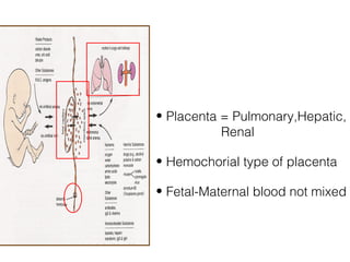 • Placenta = Pulmonary,Hepatic,
           Renal

• Hemochorial type of placenta

• Fetal-Maternal blood not mixed
 