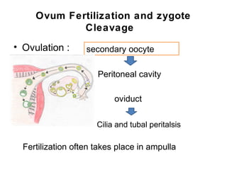 Ovum Fertilization and zygote
             Cleavage
• Ovulation :      secondary oocyte

                      Peritoneal cavity

                           oviduct

                      Cilia and tubal peritalsis

  Fertilization often takes place in ampulla
 