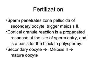 Fertilization
•Sperm penetrates zona pellucida of
  secondary oocyte, trigger meiosis II.
•Cortical granule reaction is a propagated
  response at the site of sperm entry, and
  is a basis for the block to polyspermy.
•Secondary oocyte  Meiosis II 
  mature oocyte
 