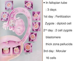 • In fallopian tube

 : 3 days

1st day : Fertilization

 Zygote : diploid cell

2nd day : 2 cell zygote

 blastomere

 thick zona pellucida

3rd day : Morular

 16 cells
 